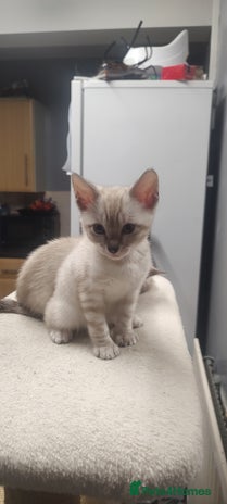 Bengal cats Snow Bengal kitten - Advert 16