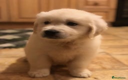 Golden Retriever dogs for sale: Chunky Golden Retriever pups with cream coats - Image 2
