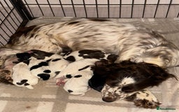 Sprocker dogs for sale: Sprocker puppies  - Image 20