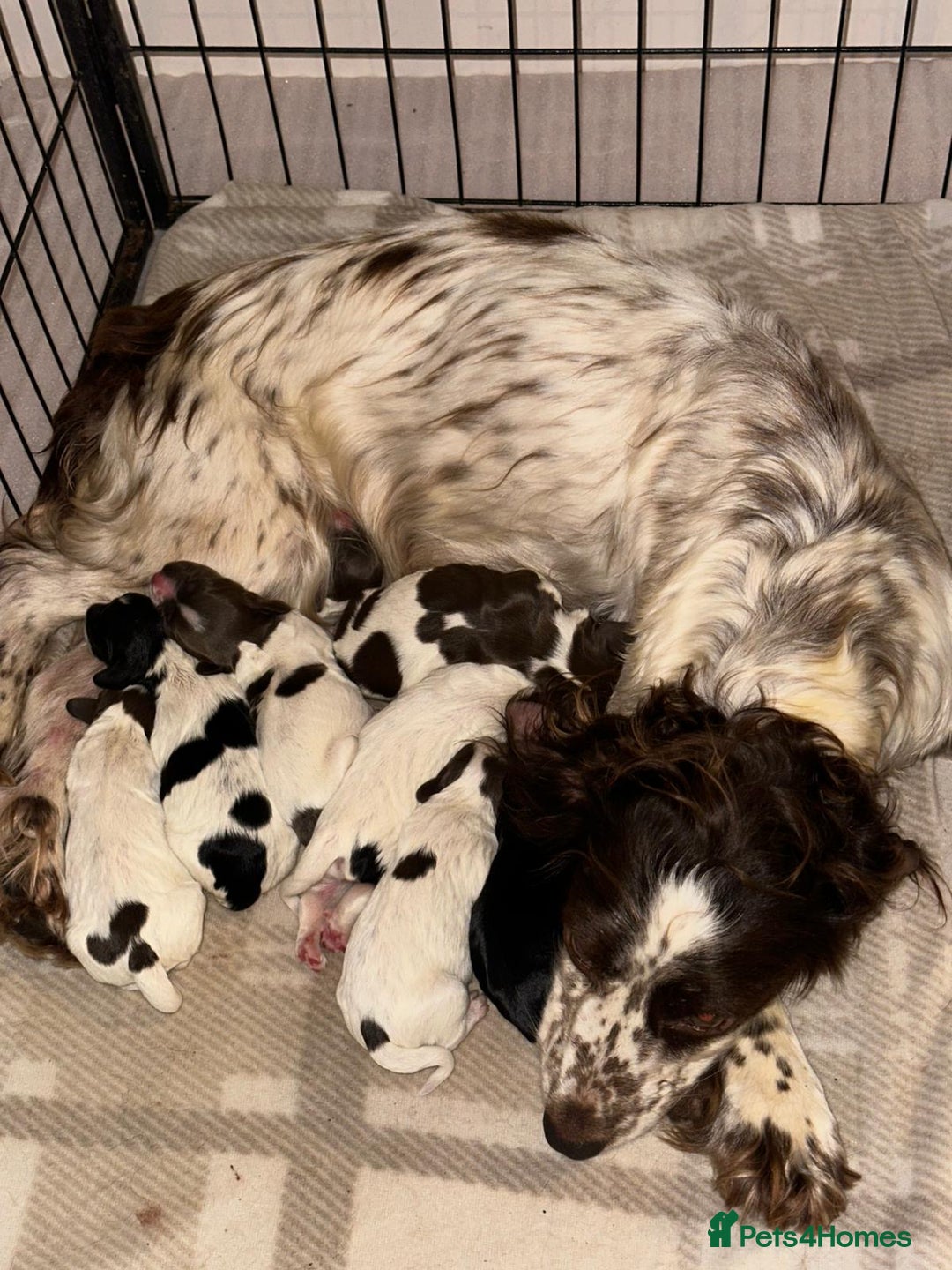 Sprocker dogs for sale: Sprocker puppies  - Image 20