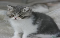 Exotic cats for sale: Exotic pedigree kittens  - Image 5
