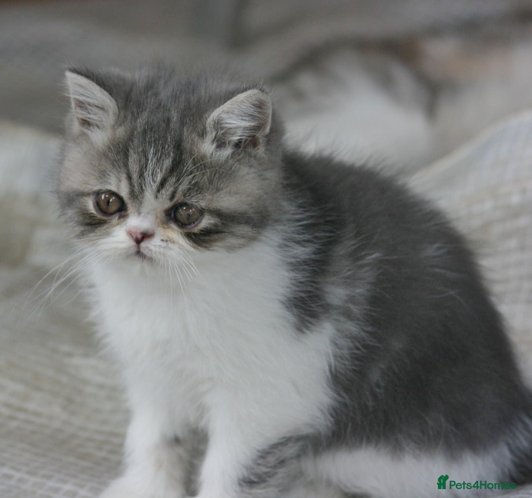Exotic cats for sale: Exotic pedigree kittens  - Image 5