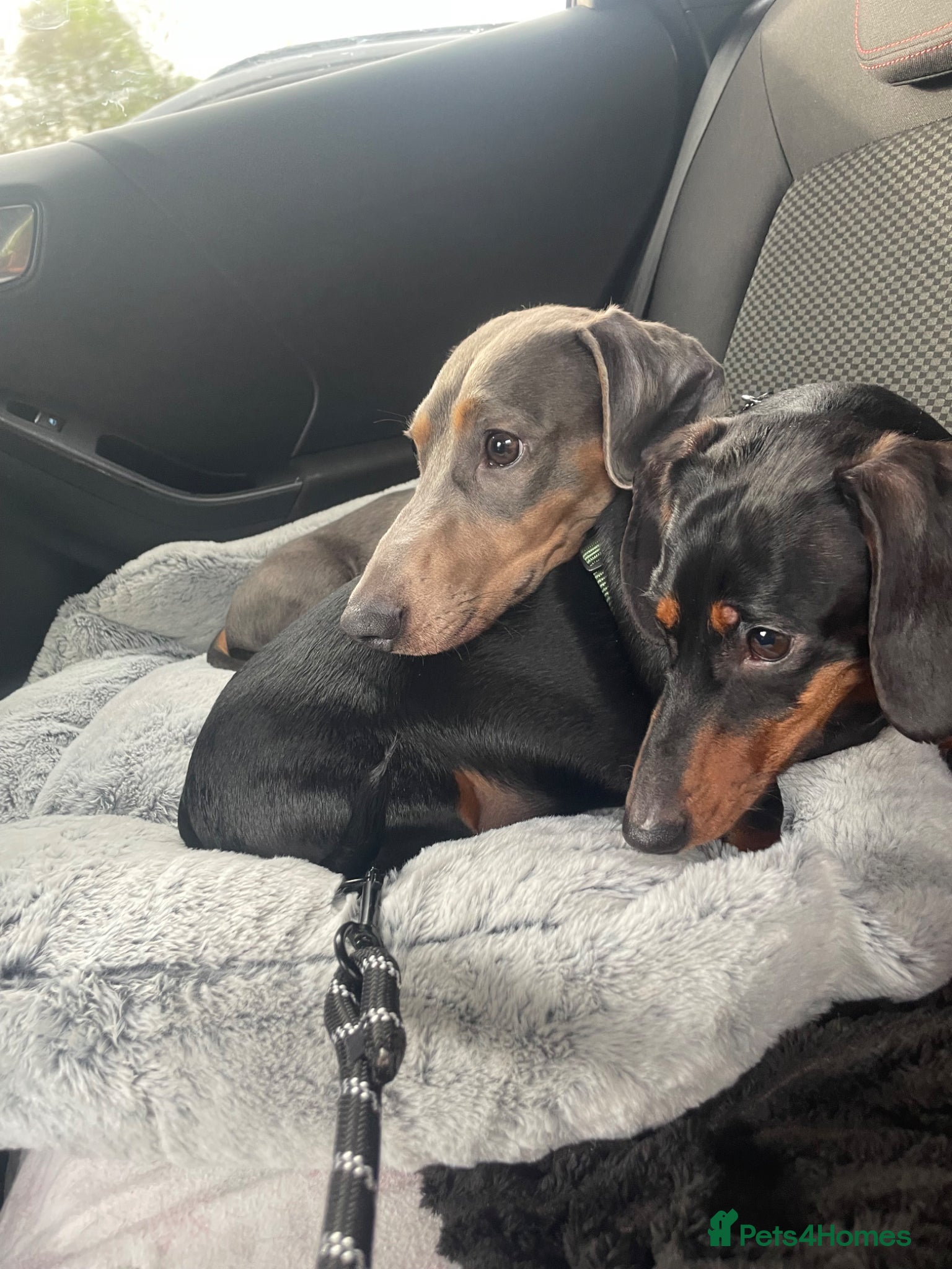 Miniature Dachshund dogs Monty and Millie  - Advert 15