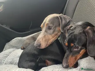 Miniature Dachshund dogs Monty and Millie - Advert 2