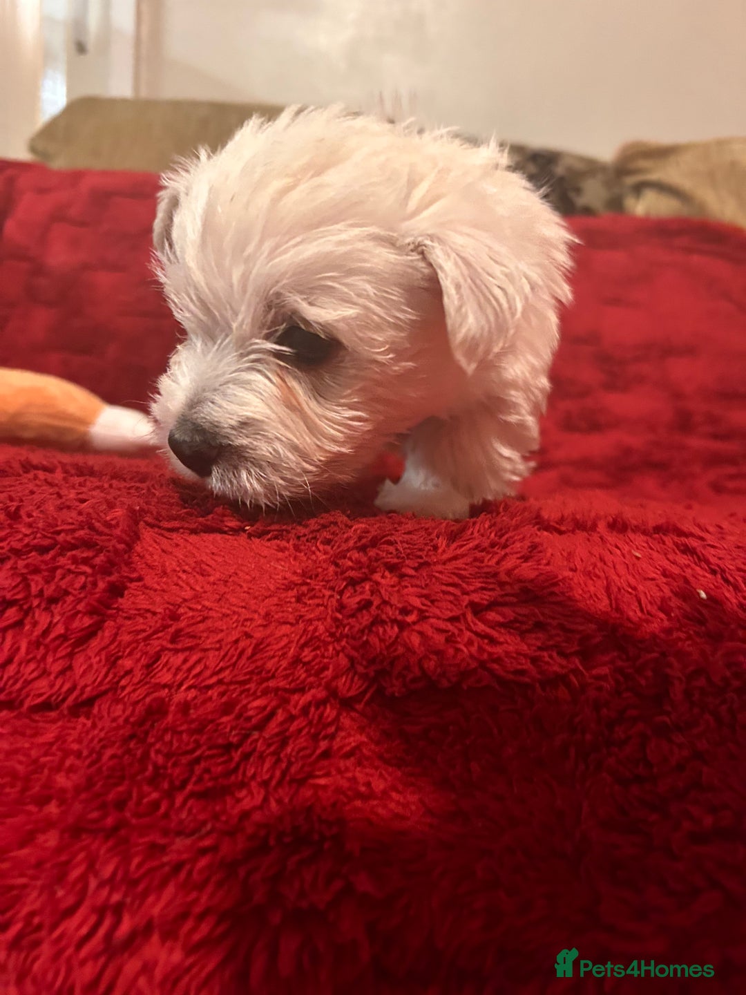 West Highland Terrier dogs for sale: West highland puppies - Advert 14