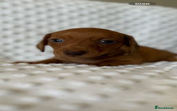 Miniature Dachshund dogs for sale: Champion lines mini Daschund last brindle boy  - Image 3