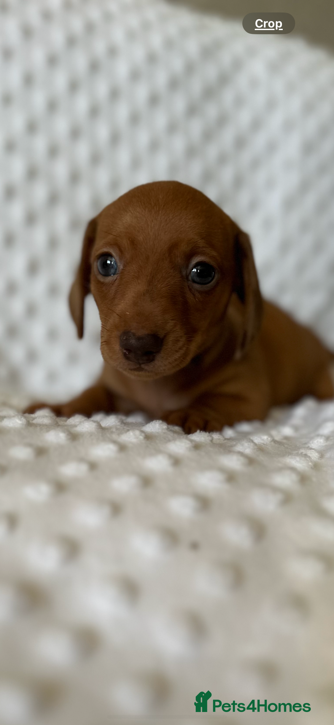 Miniature Dachshund dogs for sale: Champion lines mini Daschund last brindle boy  - Image 3