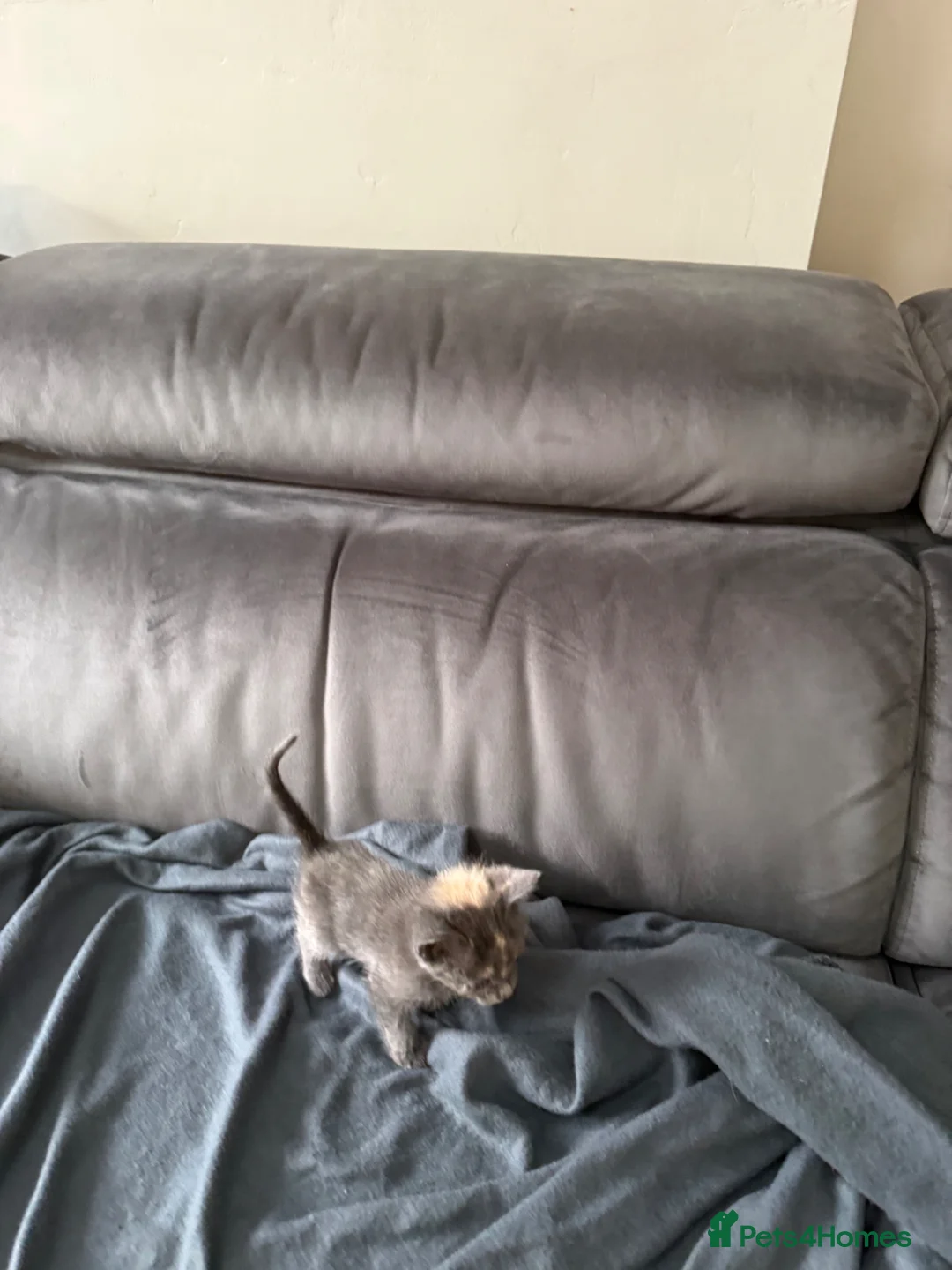 British Shorthair cats for sale: Adorable British shorthair kittens  in Morden - Advert 2