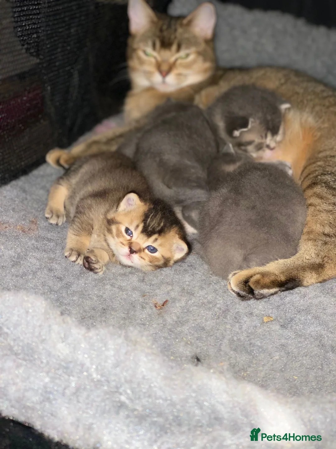 British Shorthair cats for sale: Beautiful BSH kittens in Doncaster - Advert 14