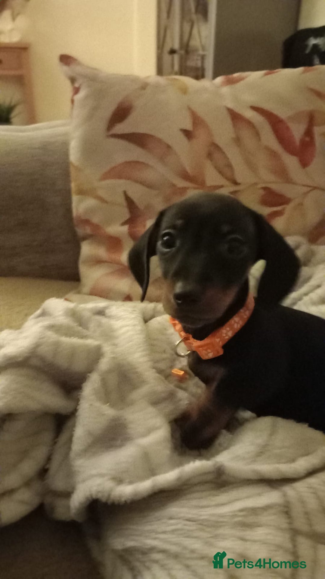Miniature Dachshund dogs for sale: 9 week old female miniature dachshund  - Advert 2