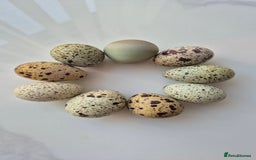 Quail poultry for sale: Jumbo celadon quail/Bantams chicks & more - Image 10