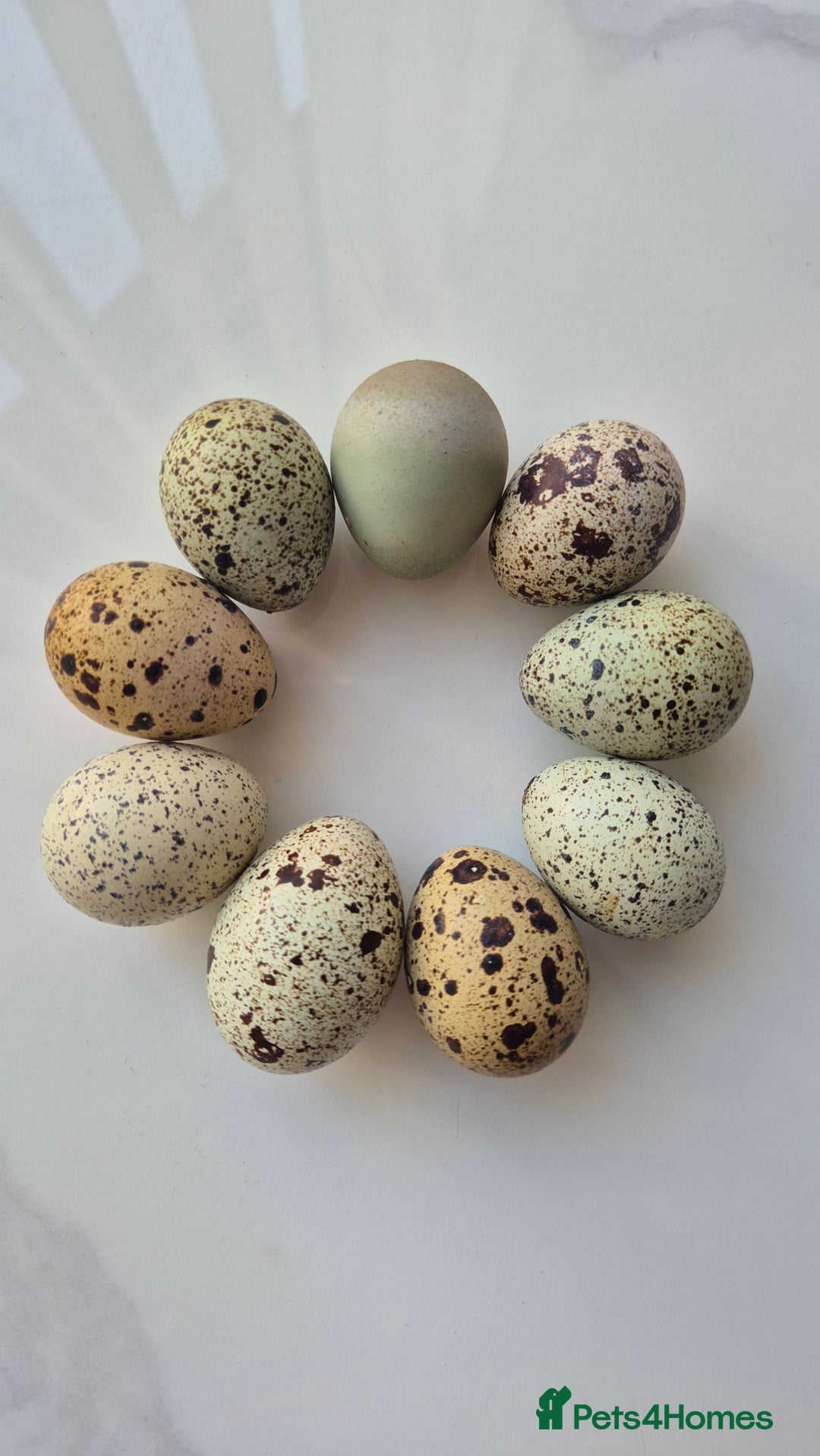 Quail poultry for sale: Jumbo celadon quail/Bantams chicks & more - Image 10