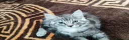 Maine Coon cats for sale: Beautiful Maincoon cross kittens  - Advert 27