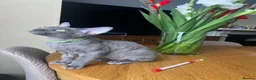 Devon Rex cats for sale: Our beautiful Devon Rex kittens are ready to move  - Advert 17