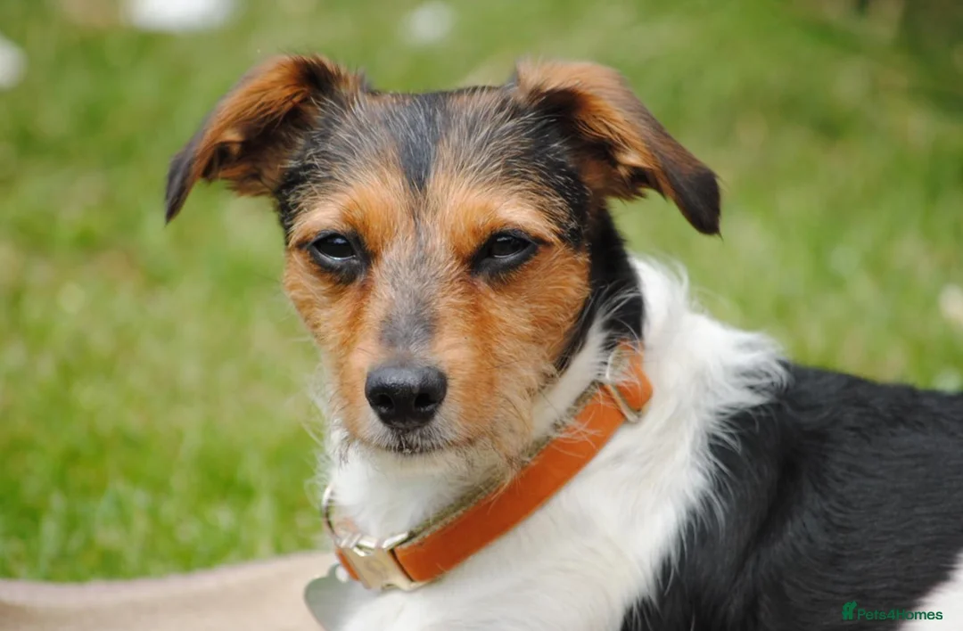 Jackapoo dogs for sale: Gorgeous female toy poodle cross Jack Russel  in Gillingham - Advert 5