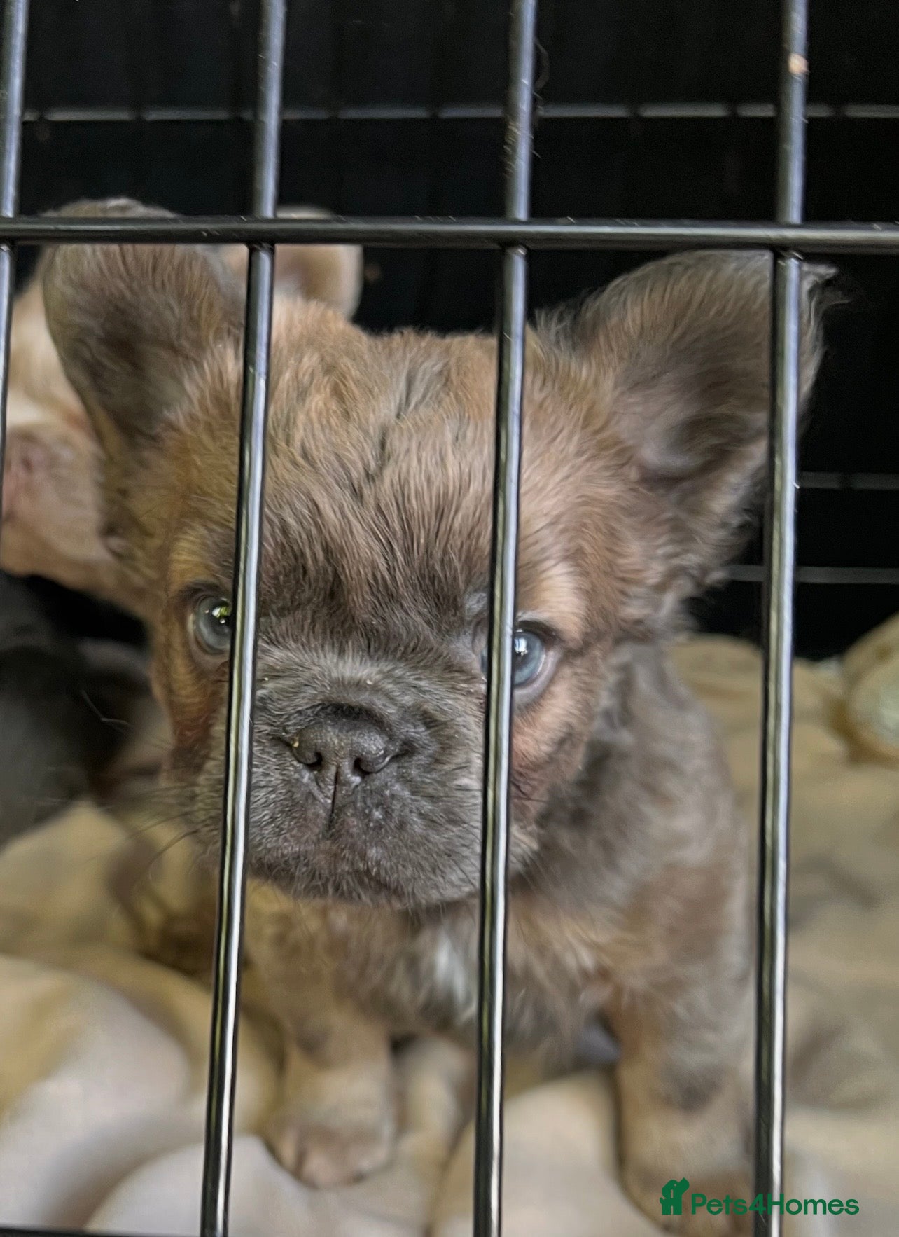 French Bulldog dogs READY NOW ! Quality Fluffy French Bulldog Puppies  - Advert 2