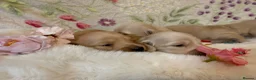 Miniature Dachshund dogs for sale: Cream long haired miniature dachshund puppies  - Advert 9