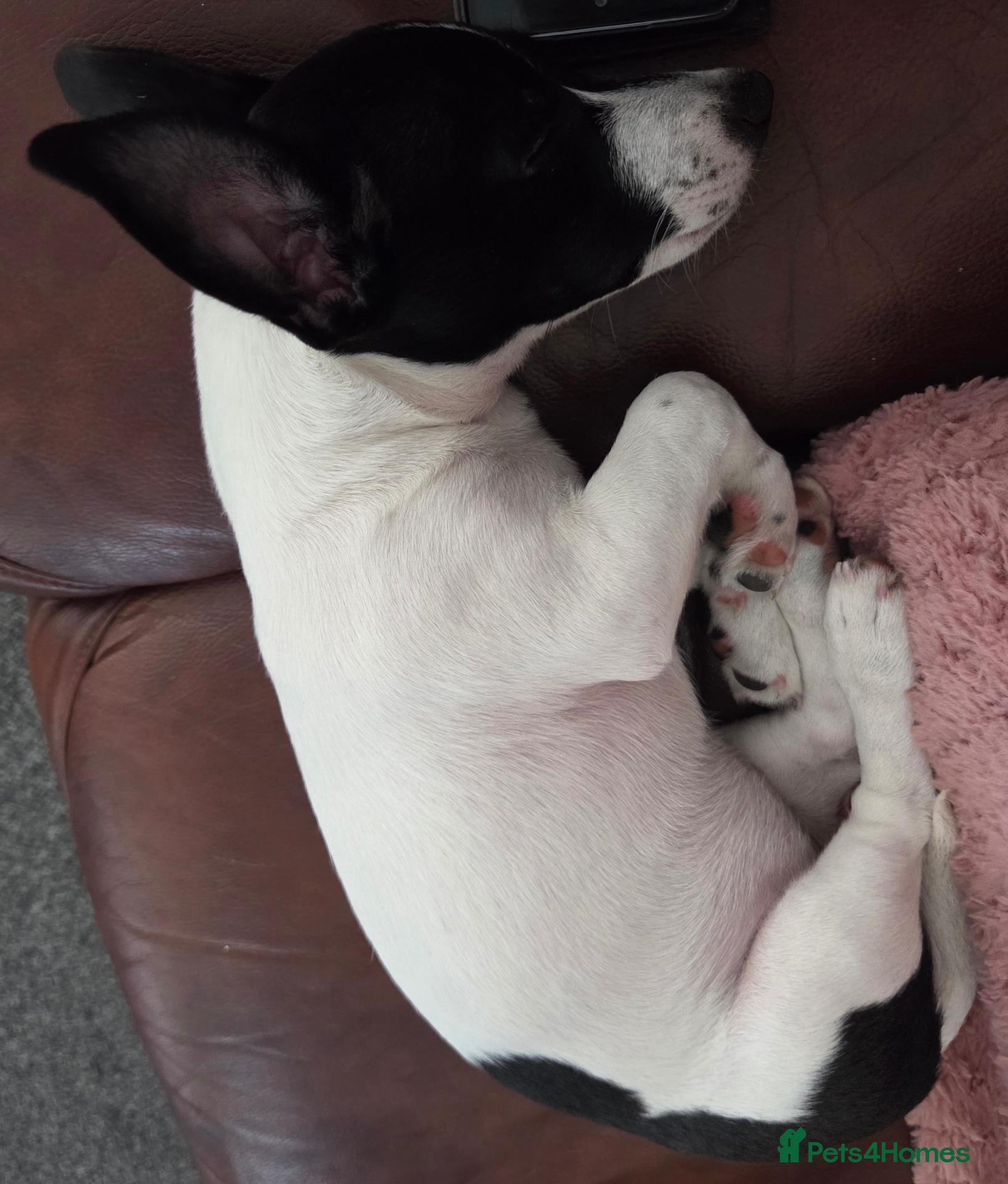Jack Russell dogs Lovely jack russell sadly needs a new home. - Advert 13