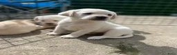 Labrador Retriever dogs for sale: 💛CHUNKY YELLOW LABS DUE 11TH SEPT💛 - Advert 18