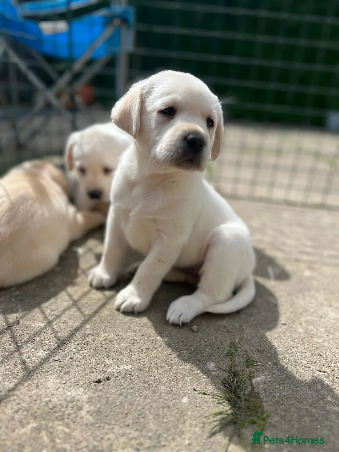 Labrador Retriever dogs for sale: 💛CHUNKY YELLOW LABS DUE 11TH SEPT💛 - Advert 18