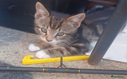 Mixed Breed cats for sale: Gorgeous Bengal x babies **READY NOW** - Image 3