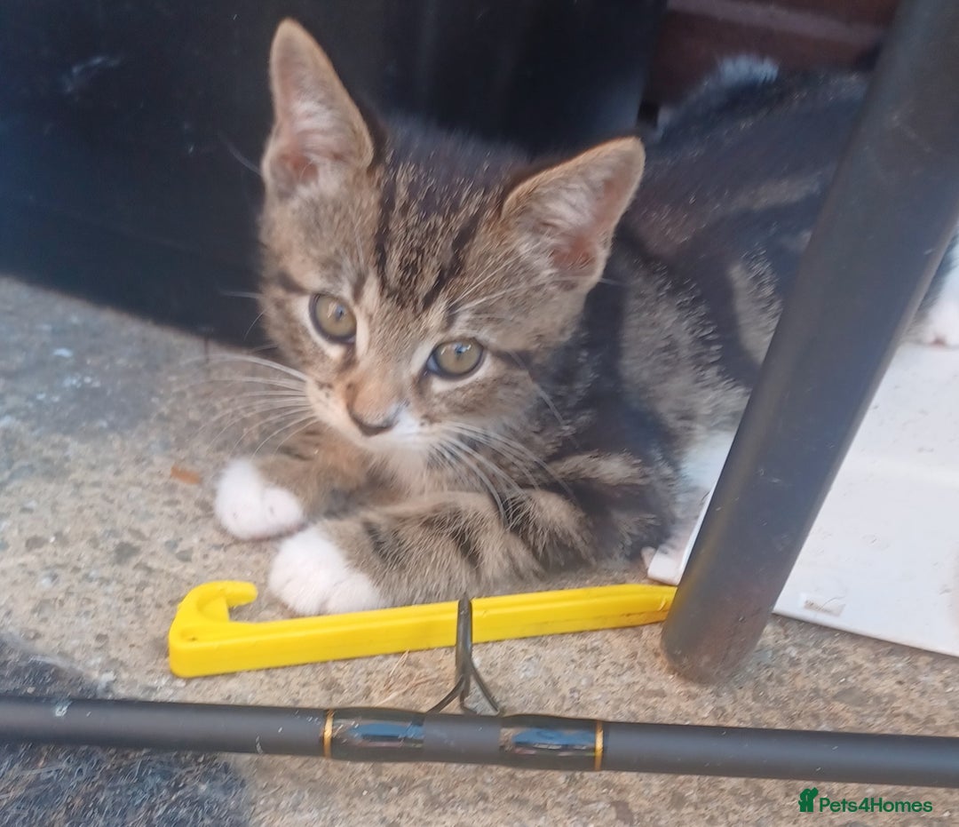 Mixed Breed cats for sale: Gorgeous Bengal x babies **READY NOW** - Image 3