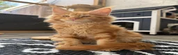 Maine Coon cats for sale: TICa reg 9 XXL Massive Red Kittens - Advert 21