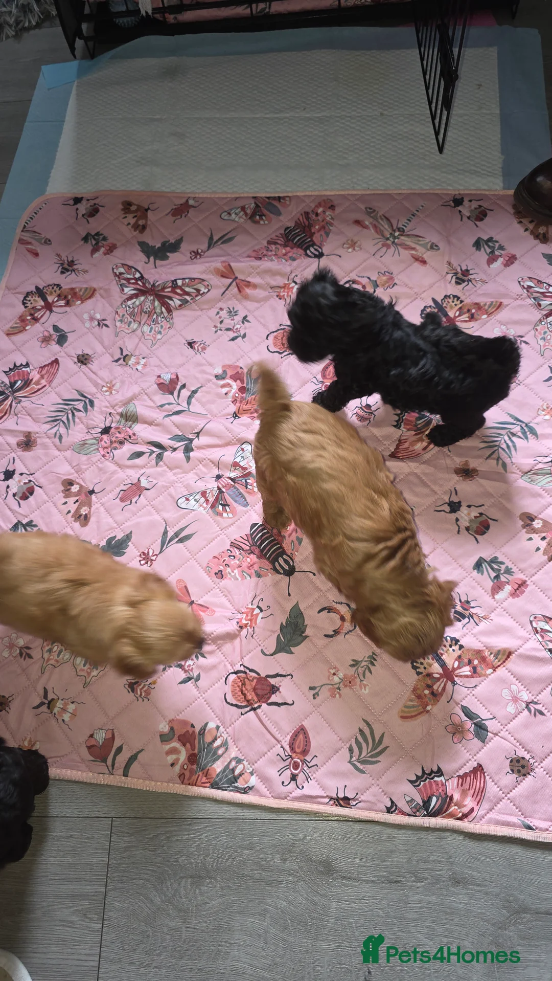 Mixed Breed dogs for sale: Mrs Sylvia Archer - Advert 2