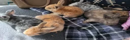 French Lop rabbits for sale: Last baby boy  - Advert 3