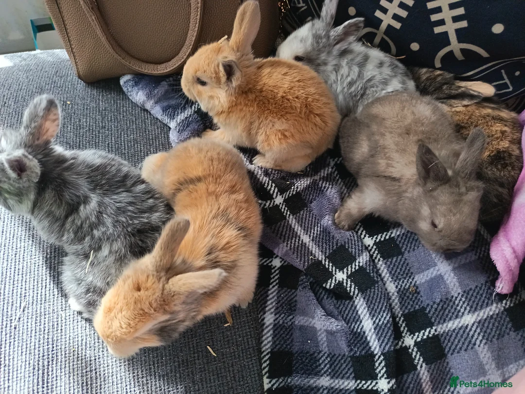 French Lop rabbits for sale: Last baby boy  - Advert 3
