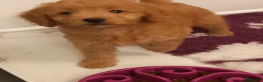 Cockapoo 5