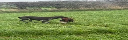 German Shorthaired Pointer dogs for sale: KC registered German shorthairs pointers for sale  - Advert 7