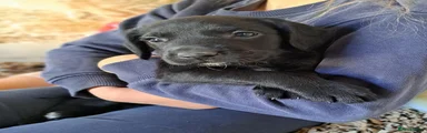 Springador 2