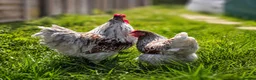 Chickens poultry for sale: Wyandotte Bantam Chicks - Advert 6
