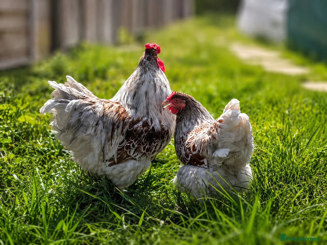 Chickens poultry for sale: Wyandotte Bantam Chicks - Advert 6