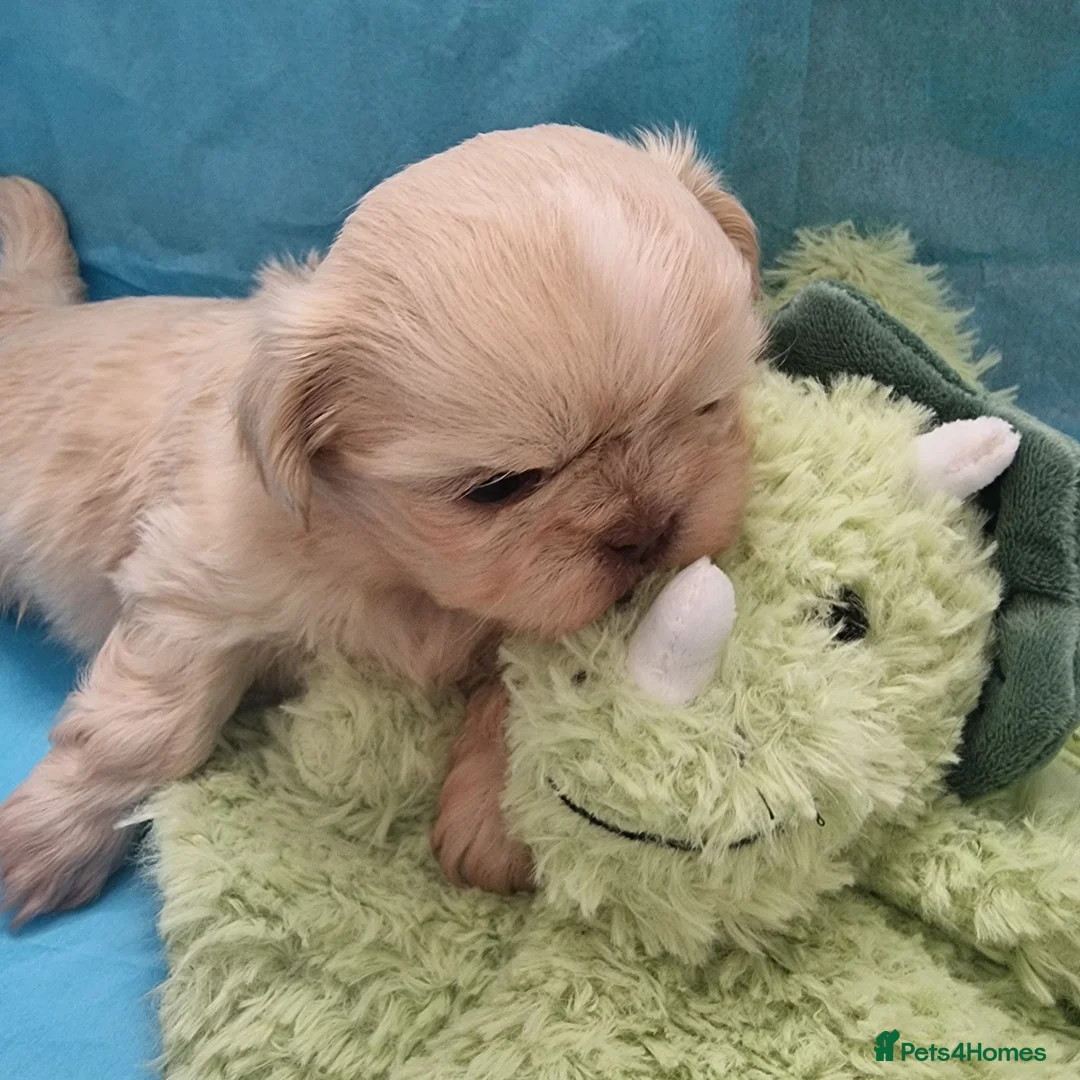 Shih Tzu dogs for sale: Kc reg Stunning small baby boys/girl - Advert 33