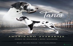 Great Dane dogs for sale: Fabolous Great danes - Image 2