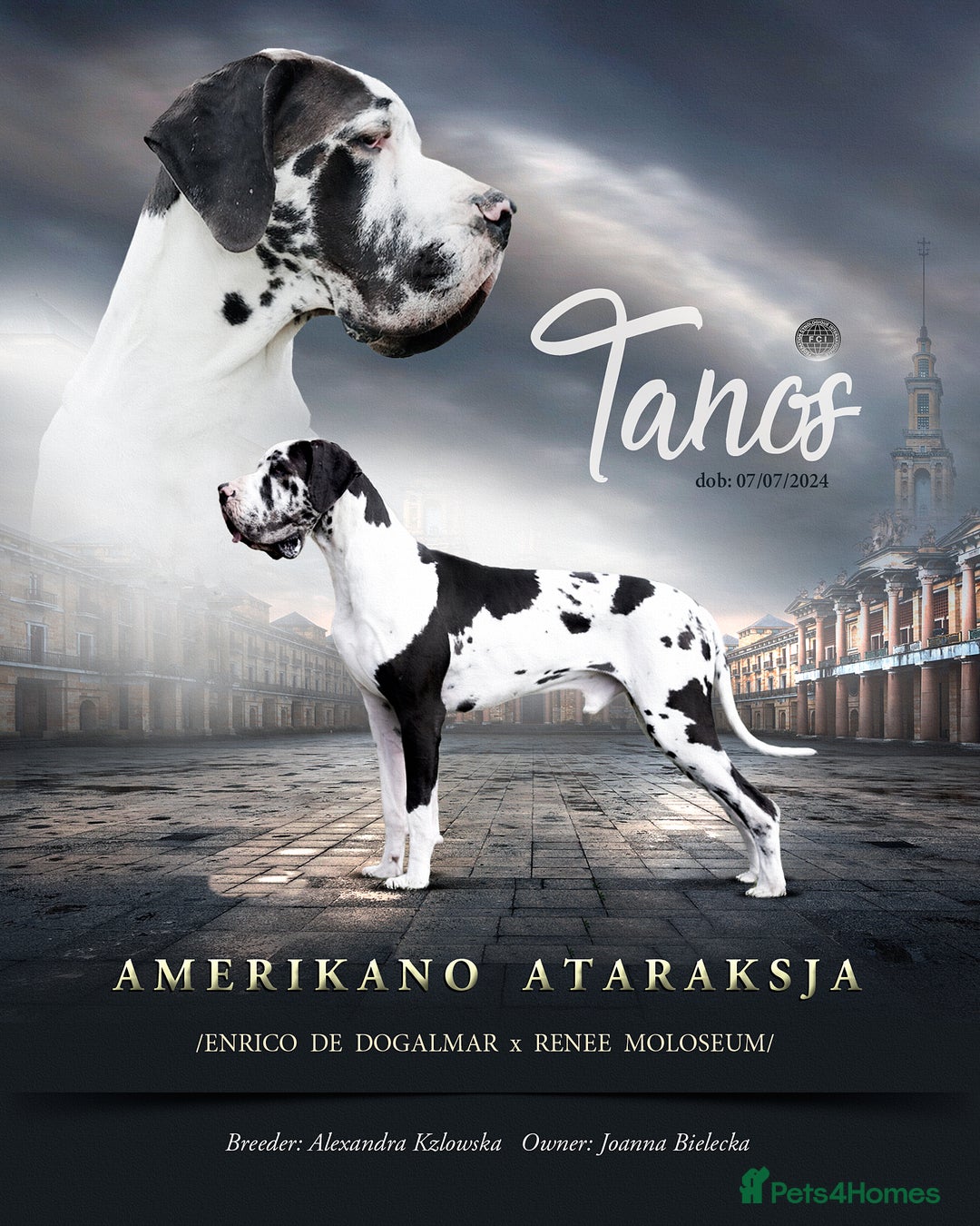 Great Dane dogs for sale: Fabolous Great danes - Image 2