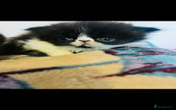 Persian cats for sale: Stunning Black Smoke GCCF Active ** Persians - Image 8