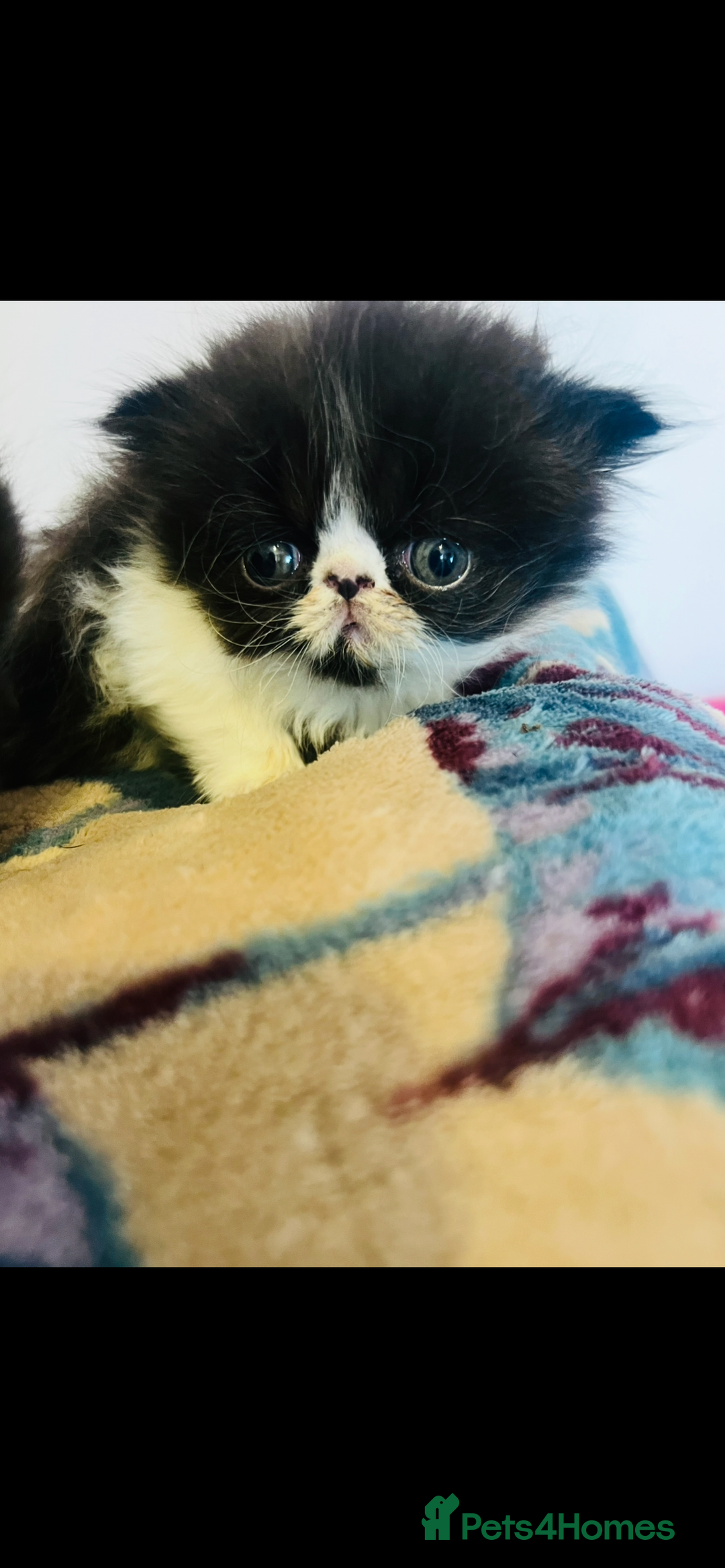 Persian cats for sale: Stunning Black Smoke GCCF Active ** Persians - Image 8