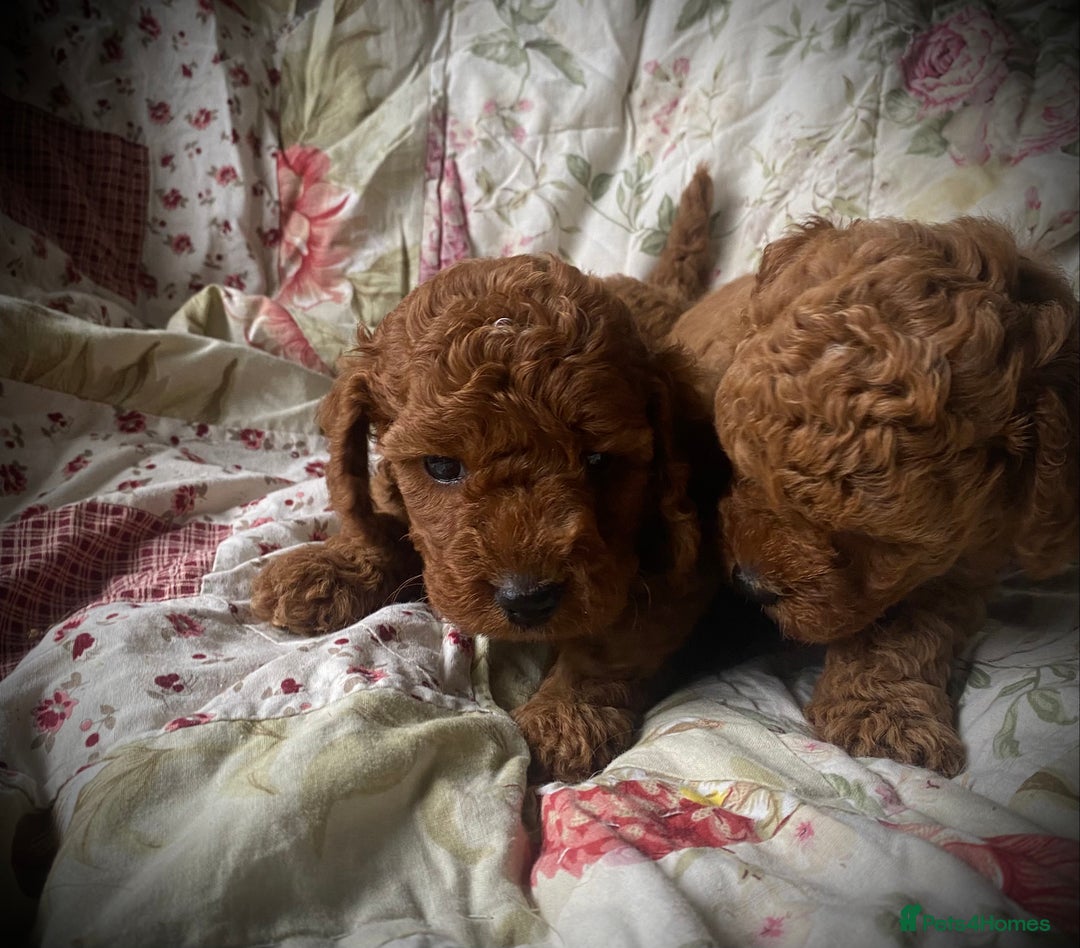 Cockapoo dogs for sale: Fabulous F1b Fox Red Cockapoo Health Cleared - Image 18