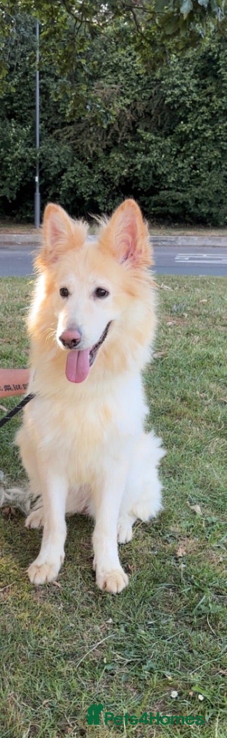 German Shepherd dogs White Apricot/Cream 3yrs old (2023). - Advert 1