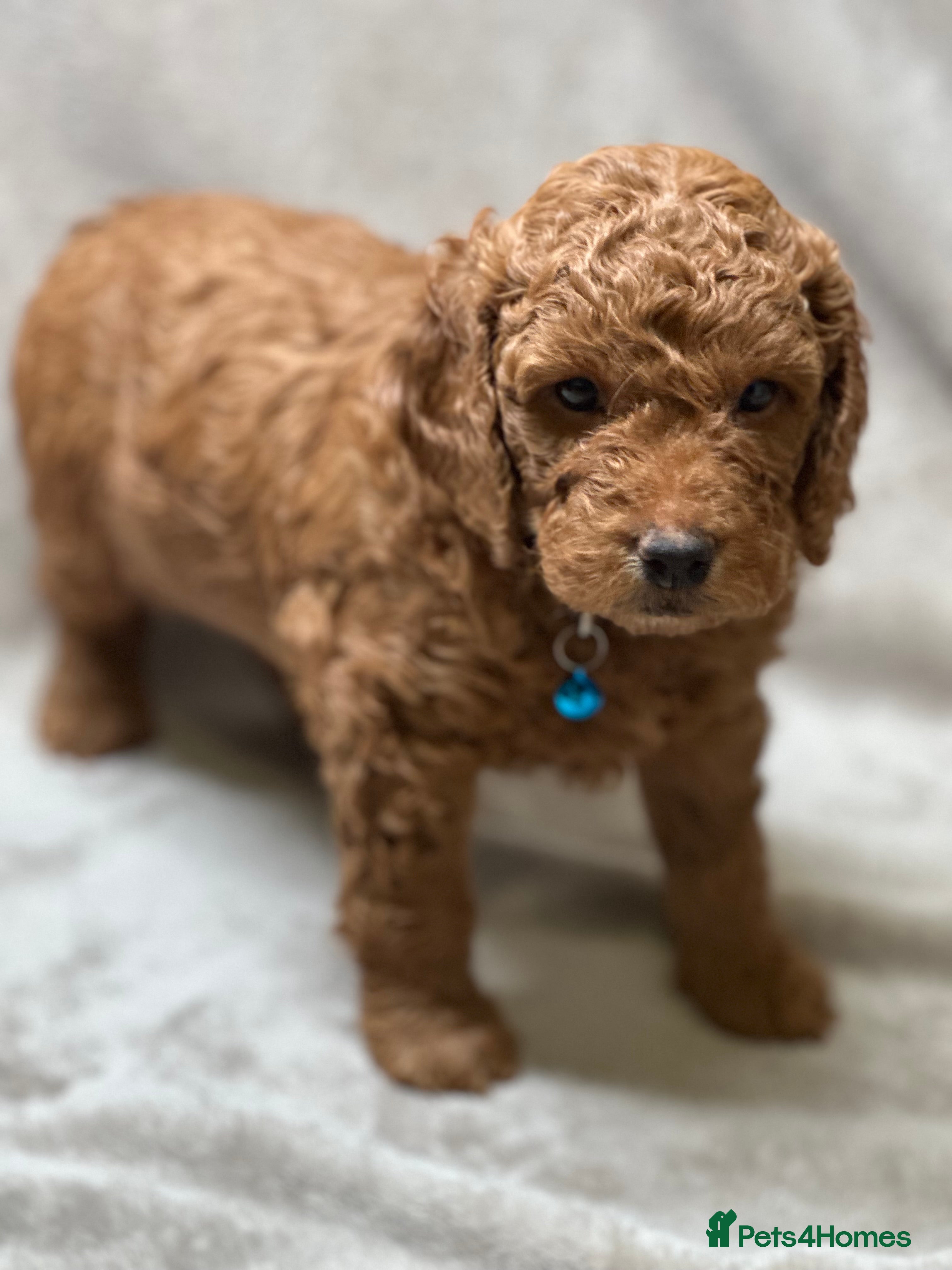 Cockapoo dogs Red Mini Cockapoo Puppies-Ready - 14 of January  - Advert 17