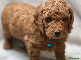 Cockapoo dogs Red Mini Cockapoo Puppies-Ready - 14 of January - Advert 17