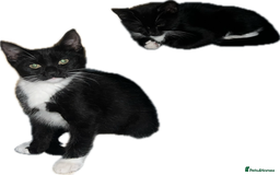 Domestic Shorthair cats for sale: 🐾 Adorable kittens looking 🐾 £40 ONO - Image 3