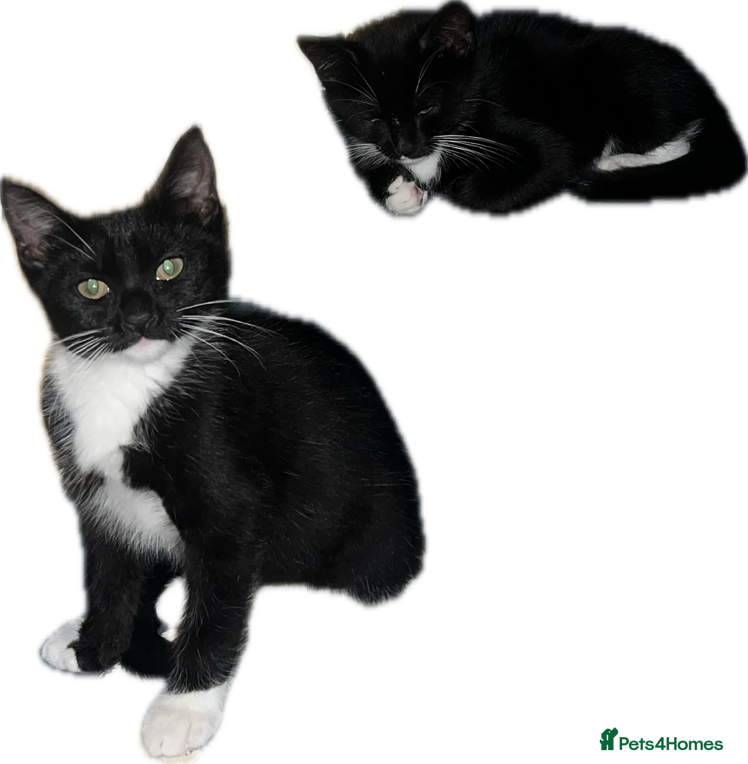 Domestic Shorthair cats for sale: 🐾 Adorable kittens looking 🐾 £40 ONO - Image 3