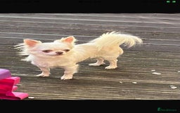 Chihuahua dogs for stud: Stunning chihuahua  stud boy in Doncaster - Image 1