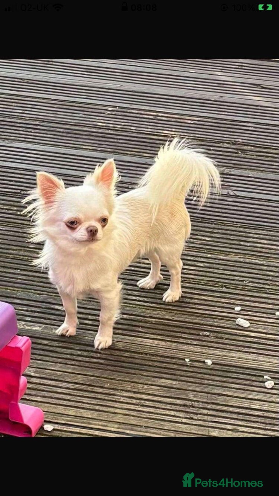 Chihuahua dogs for stud: Stunning chihuahua  stud boy in Doncaster - Image 1