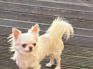 Chihuahua dogs in Doncaster - Advert 27