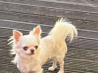 Chihuahua dogs Stunning chihuahua stud boy in Doncaster - Advert 20